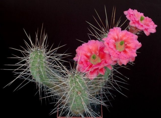 echinocereus_polyacanthus